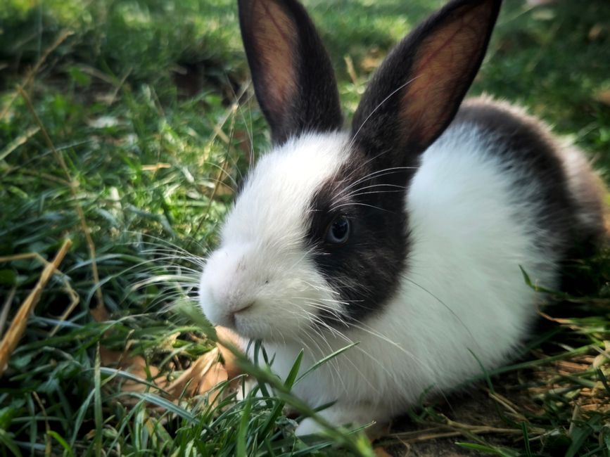 Cute black and white rabbit nestled in green grass outdoors, capturing a serene moment in nature.