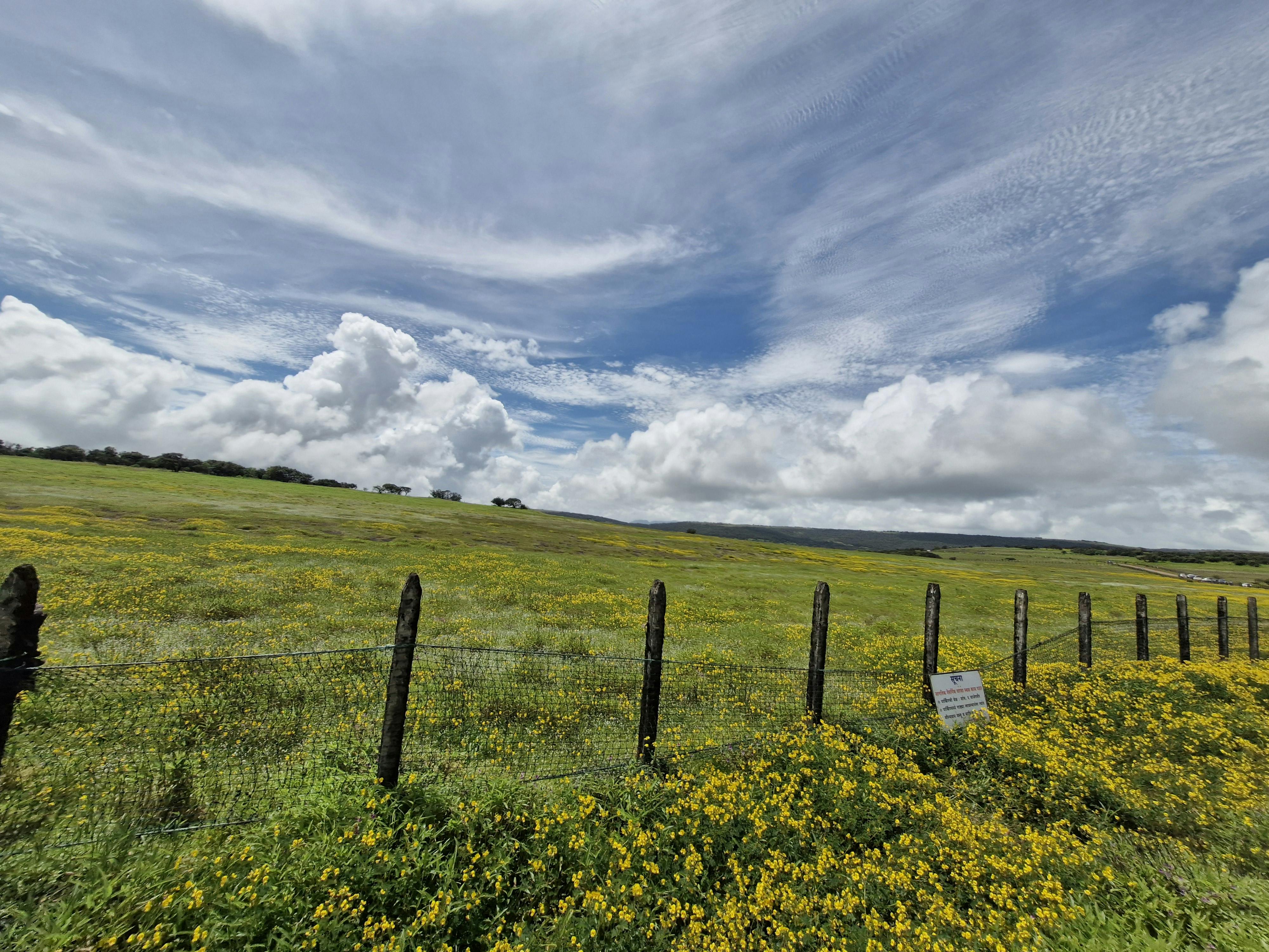 在戏剧性的蓝天和广阔的黄色野花田野之间，自然爱好者们可以尽情享受大自然的美丽