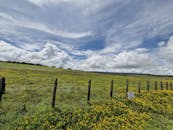 在戏剧性的蓝天和广阔的黄色野花田野之间，自然爱好者们可以尽情享受大自然的美丽