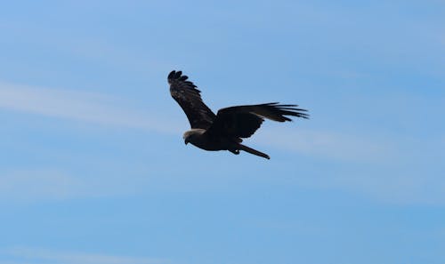 Foto profissional grátis de águia, animais selvagens, asa