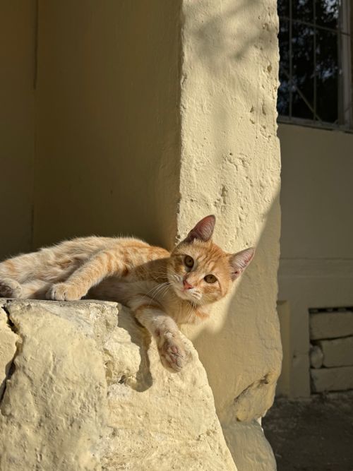 Free An orange tabby cat lounging on sunlit stone, exuding calm and warmth. Stock Photo