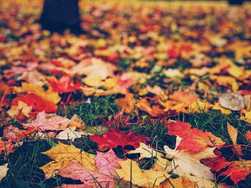 Free Vibrant fall leaves blanket a grassy field, creating a warm autumn scene. Stock Photo