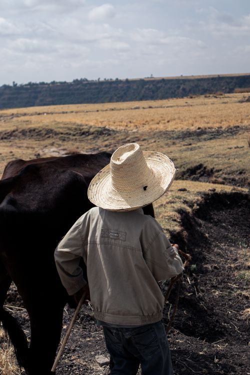 Free A farmer in a straw hat tends to cattle in an open field during the day. Stock Photo