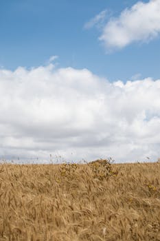 好的，我会按照您的要求进行句子的优化