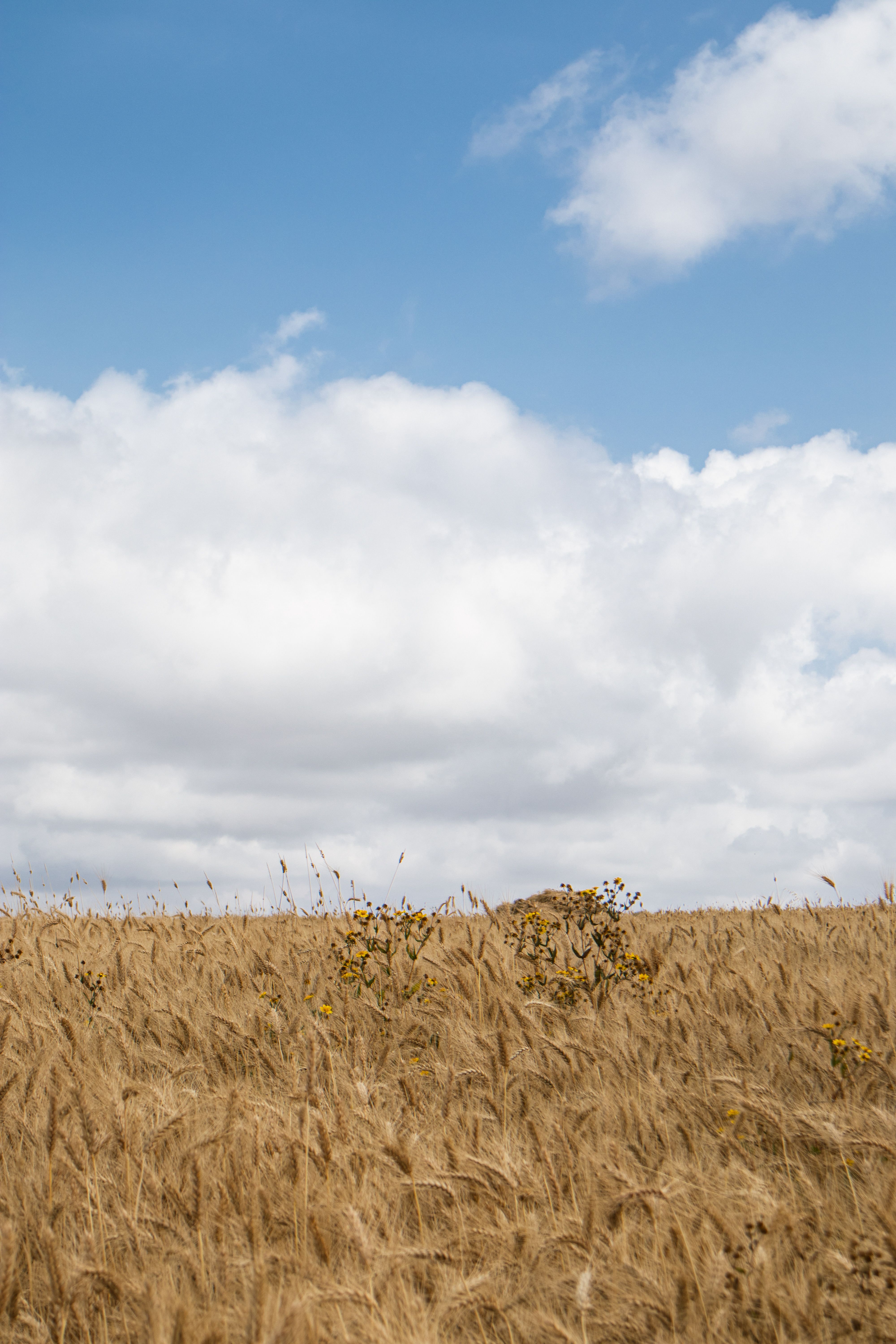 Golden Wheat Field Under Blue Sky · Free Stock Photo