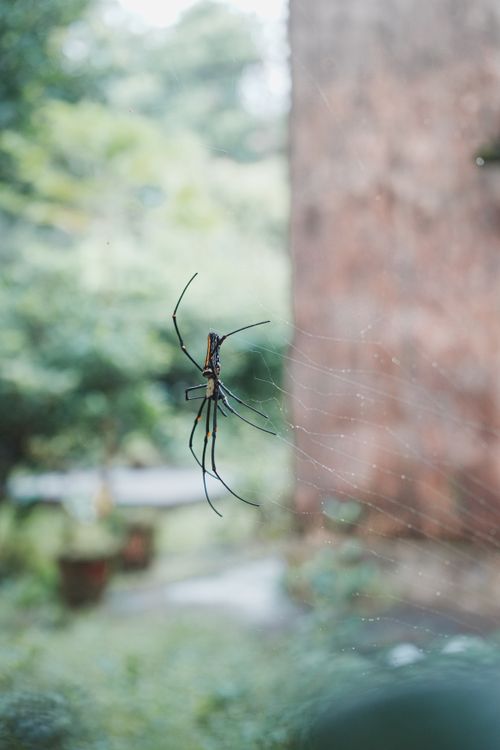 Free Detailed view of a spider intricately weaving its web with natural blurred background. Stock Photo