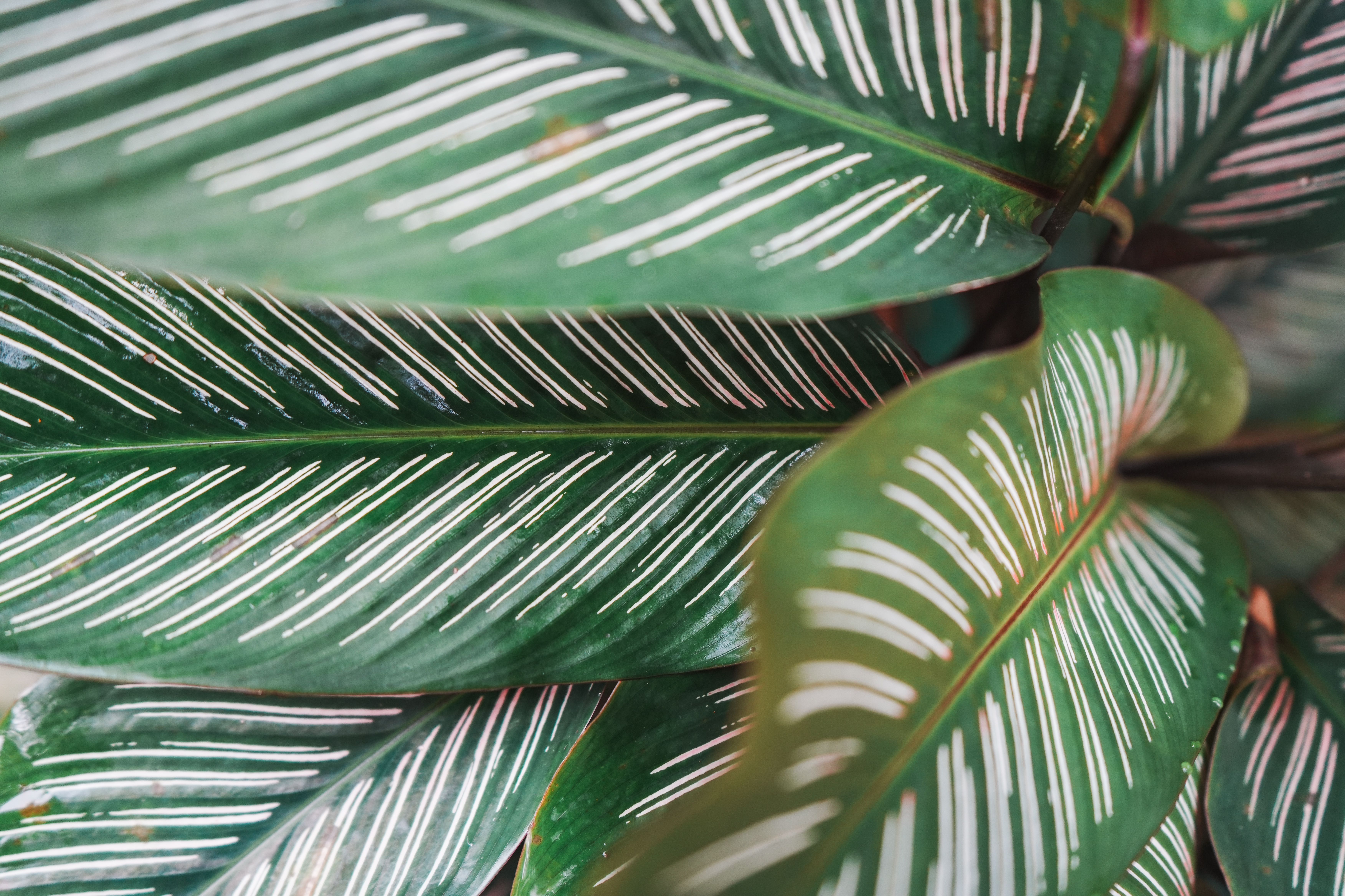 Plante Verte : Top 20 Intérieur 2026