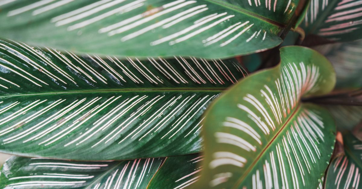 Plante Verte : Top 20 Intérieur 2026