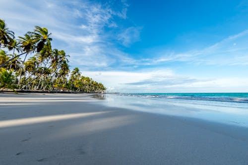 Palm Trees Near Shore