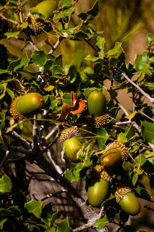 Free Detailed view of green acorns on oak branches with leaves, showcasing nature's bounty in autumn. Stock Photo
