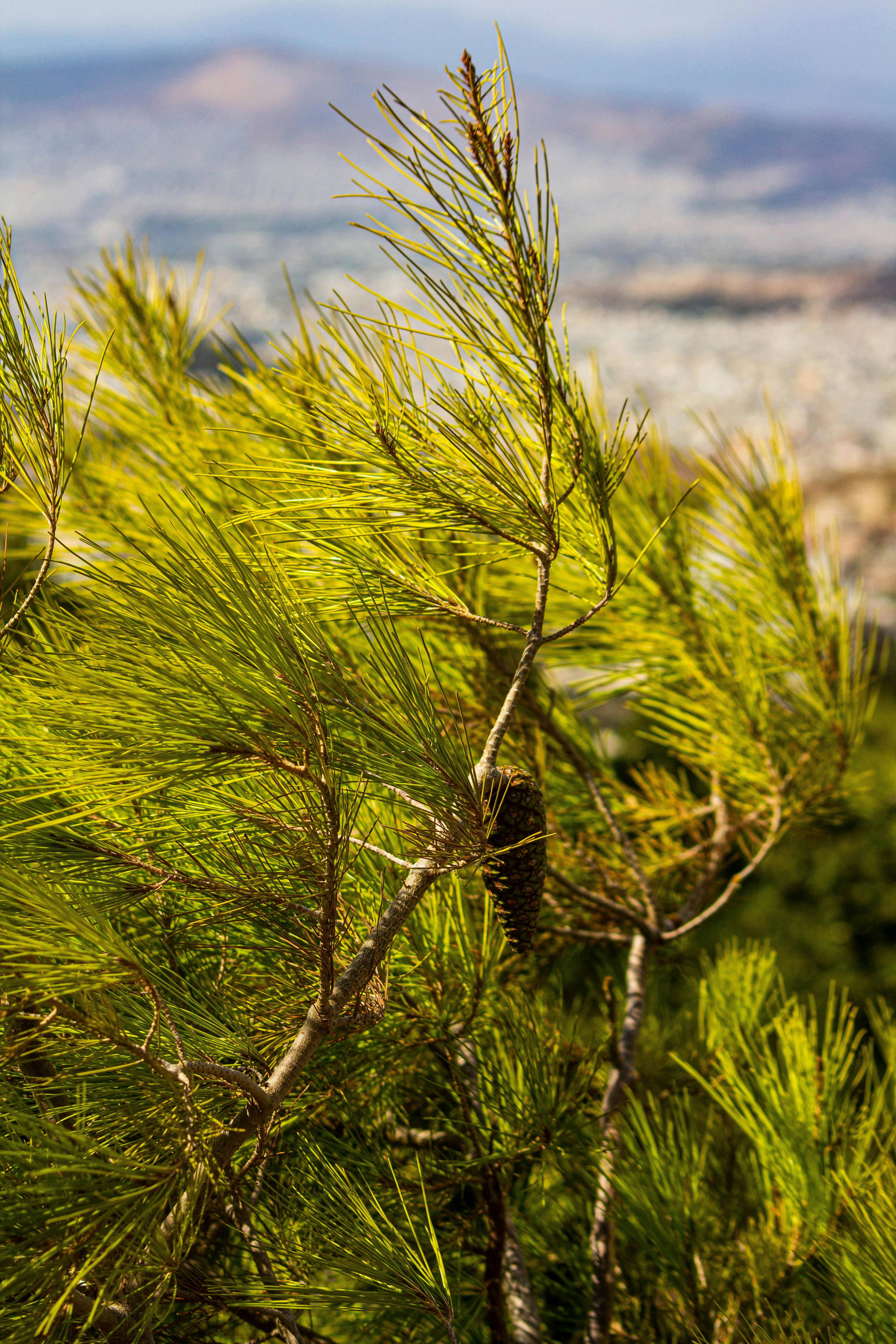 充满活力的松树树枝映衬着模糊的城市景观，自然与城市生活的对比被捕捉到