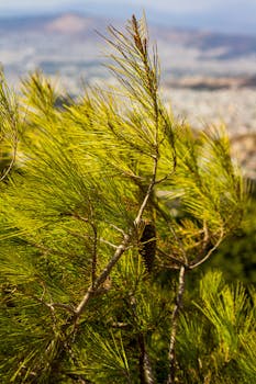 充满活力的松树树枝映衬着模糊的城市景观，自然与城市生活的对比被捕捉到