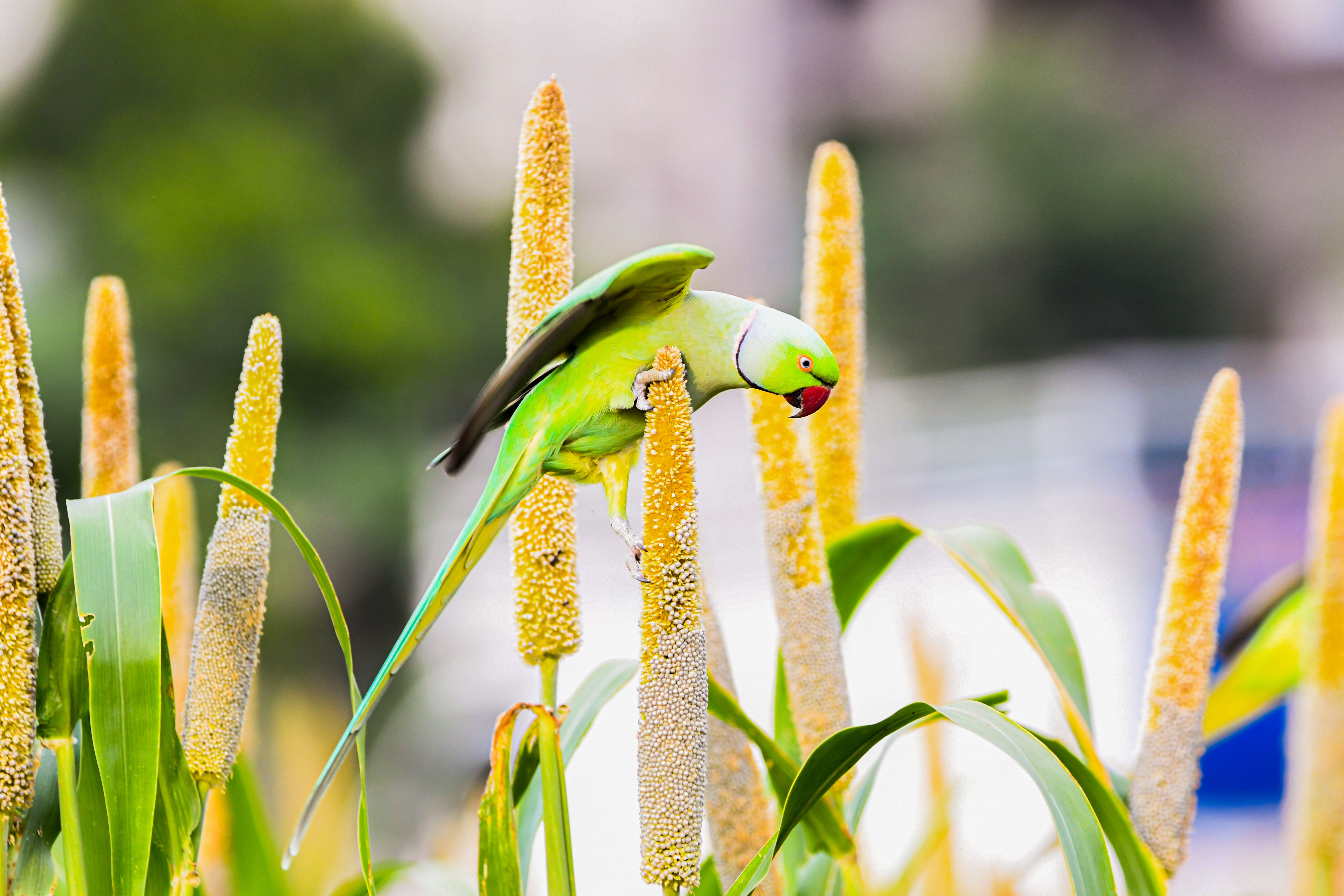 Millet