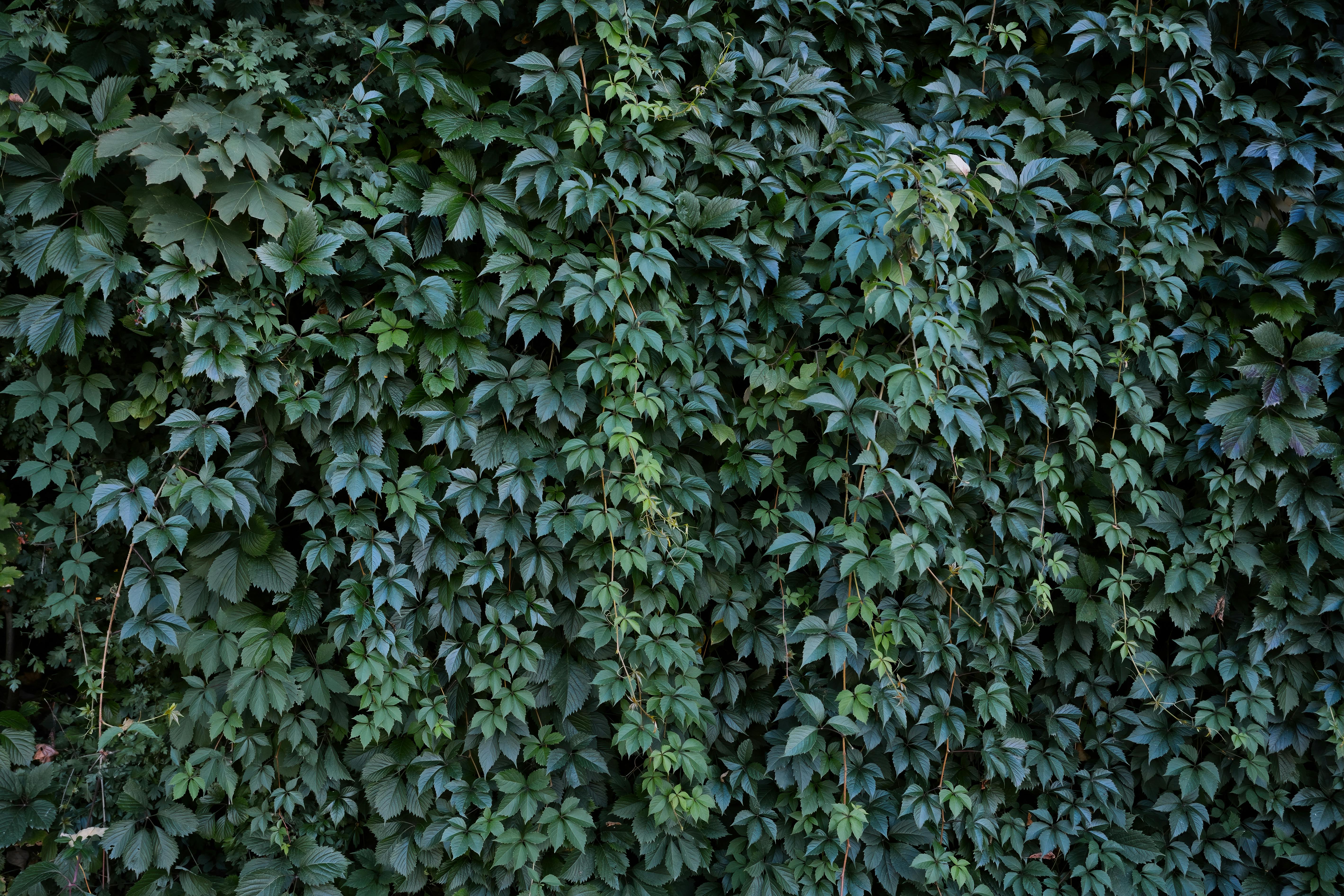 бесплатная Натуральная декоративная живая изгородь с зелеными листьями Стоковое фото