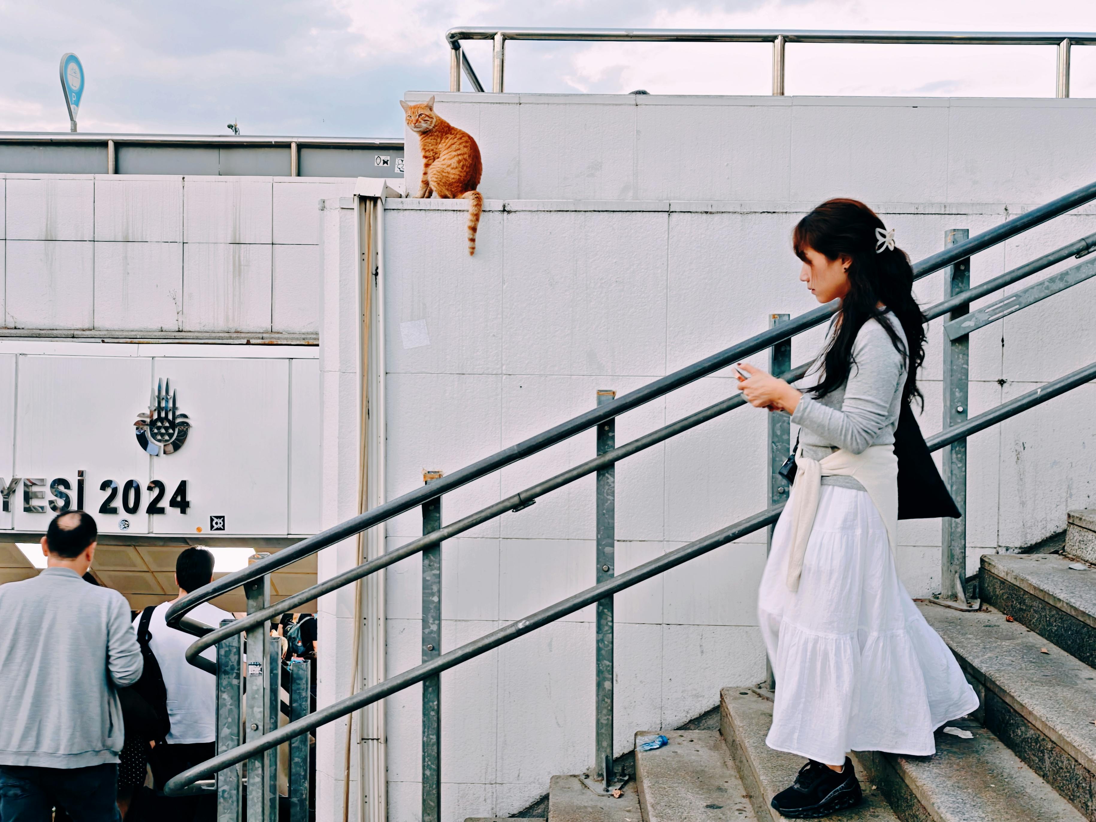 在伊斯坦布尔的街景中，可以看到楼梯上有一只猫和行人