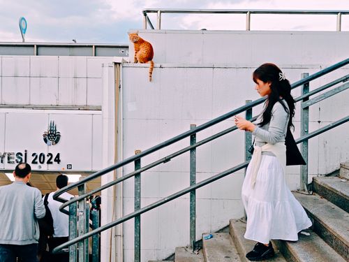 Free Street scene in Istanbul featuring a cat and pedestrians on a staircase. Stock Photo