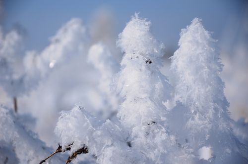Free Detailed view of frost-covered plants during a sunny winter day. Stock Photo
