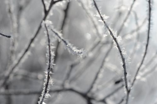 Free Close-up of frosty branches with delicate ice crystals on a winter day. Stock Photo