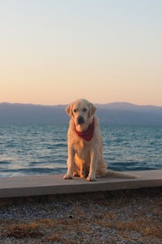 在日落时分，一只戴着红色头巾的金毛猎犬坐在海边