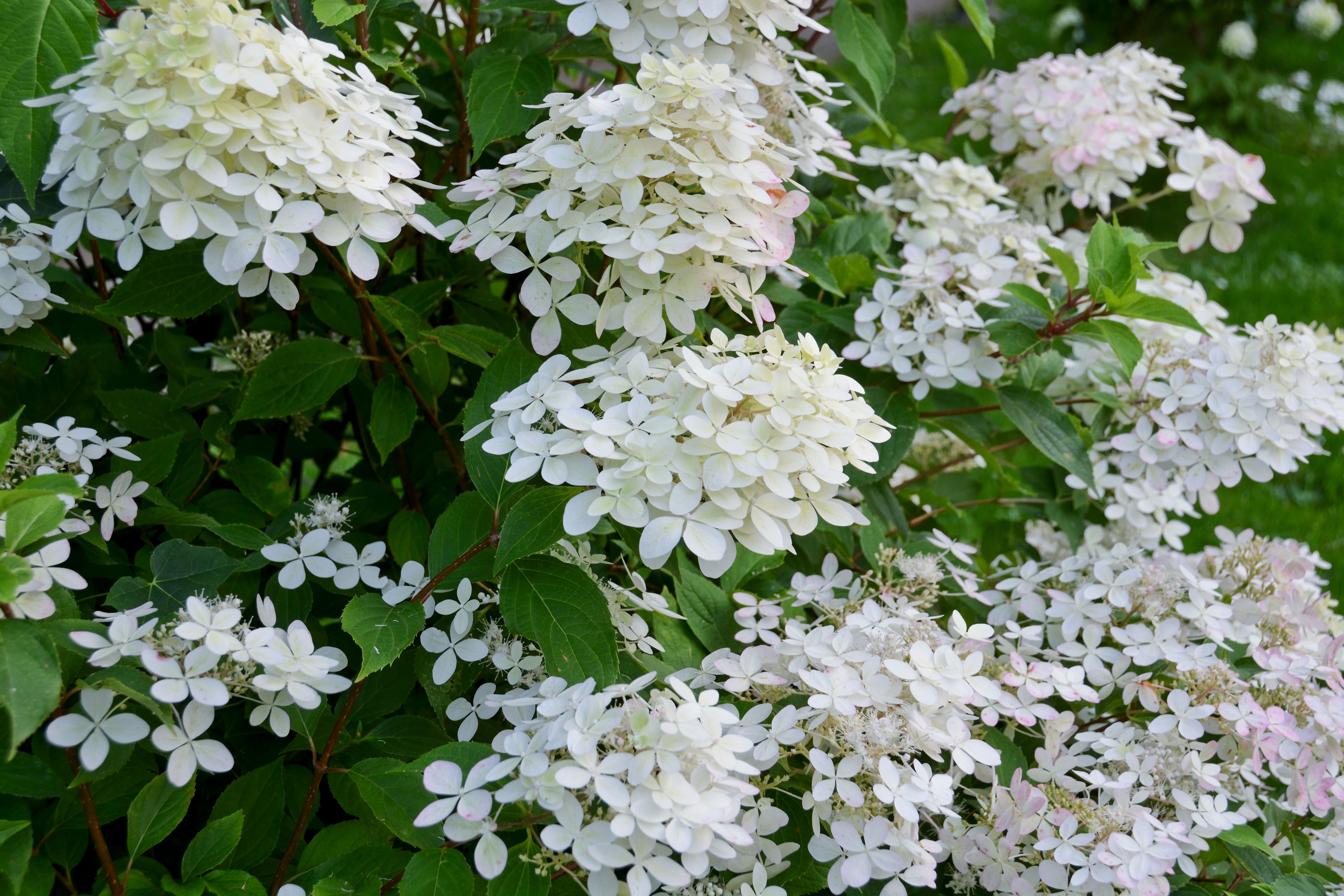 Vibrant White Hydrangea Paniculata Blossoms in Bloom · Free Stock Photo
