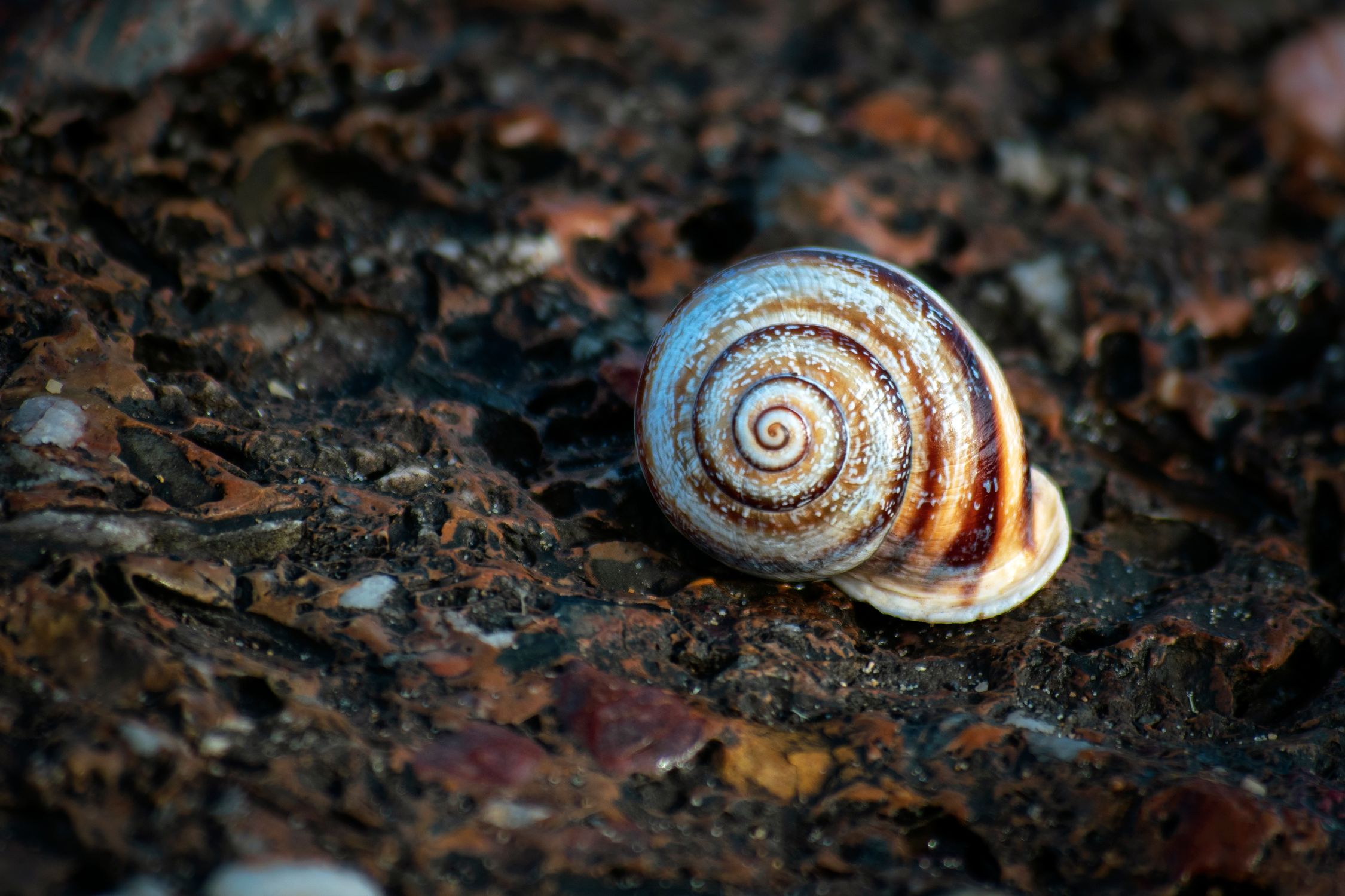 Snail Shell Ridge Close-up of a Spiral Snail Shell on Rocky Surface · Free Stock Photo