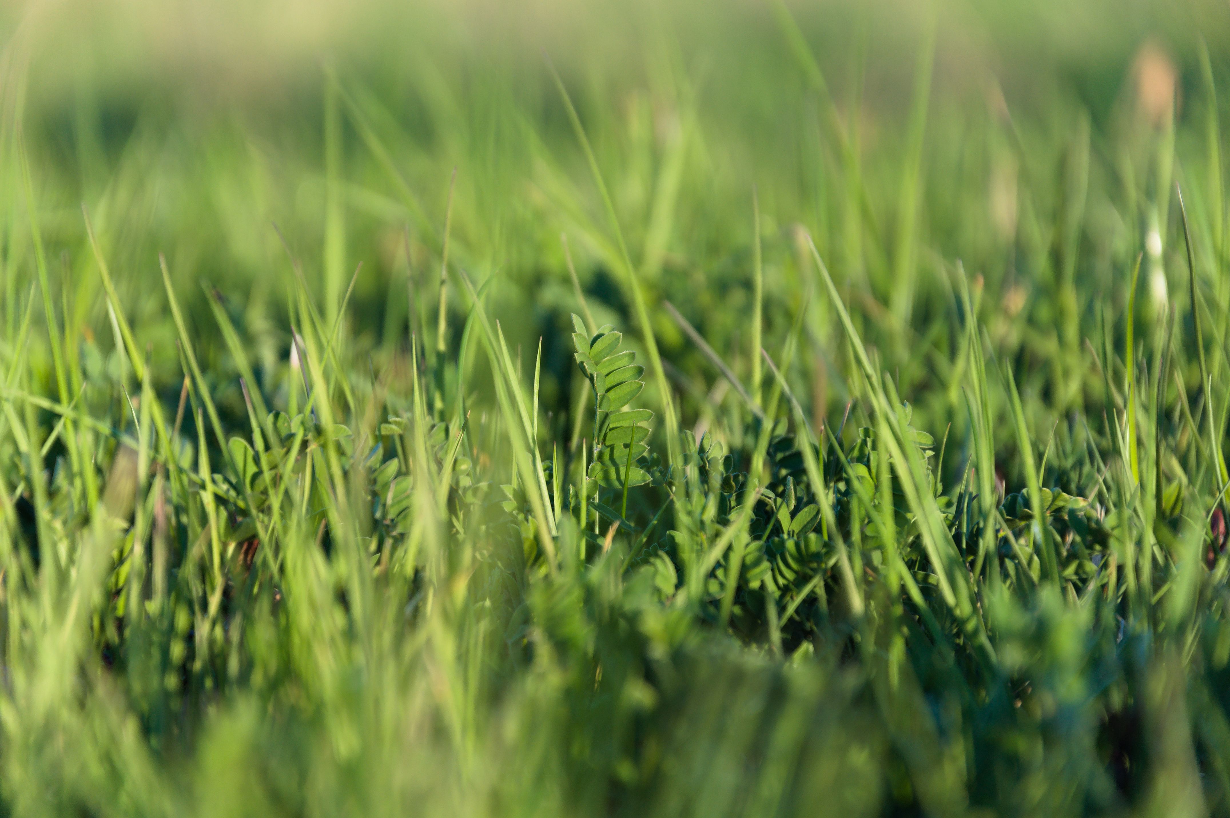 Professional lawn mowing Southern California