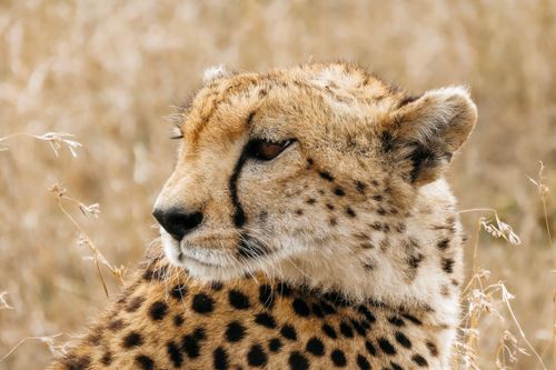 Free Close-up of a cheetah in Tanzania's Mara region, showcasing its majestic spotted fur. Stock Photo