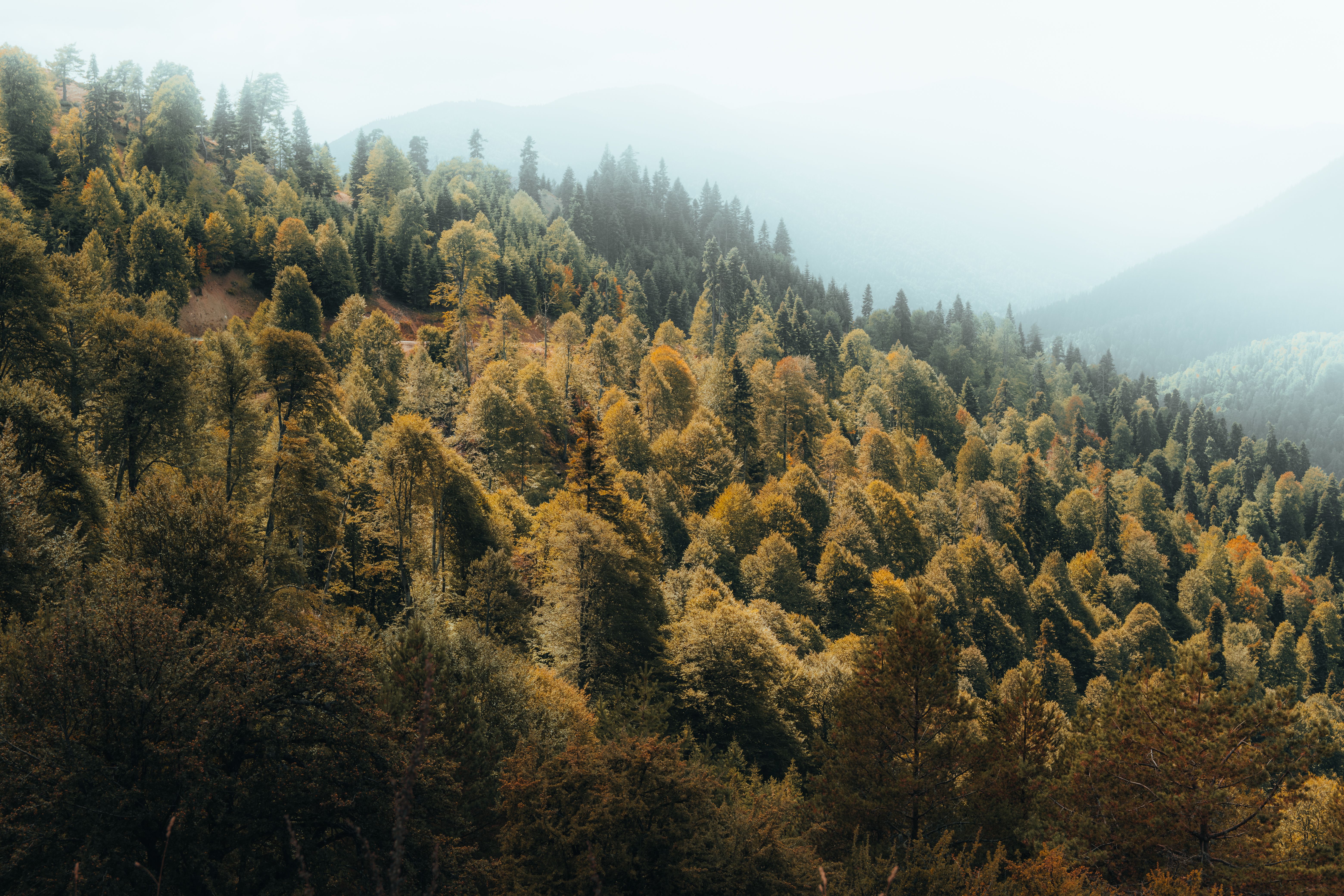 Autumnal Mountain Forest Captured in Soft Light · Free Stock Photo