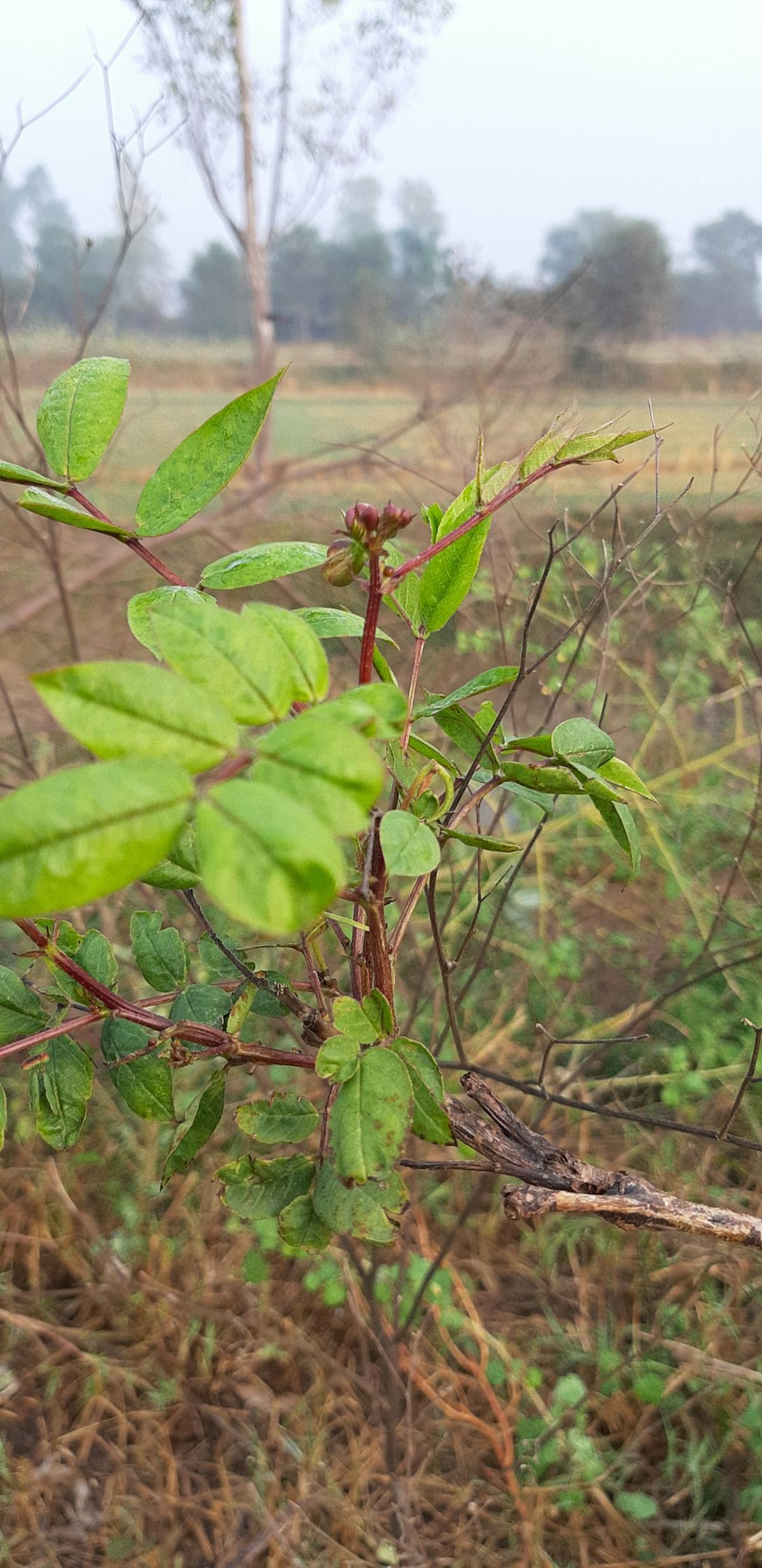 Concert stage with bright lights and a cheering crowd