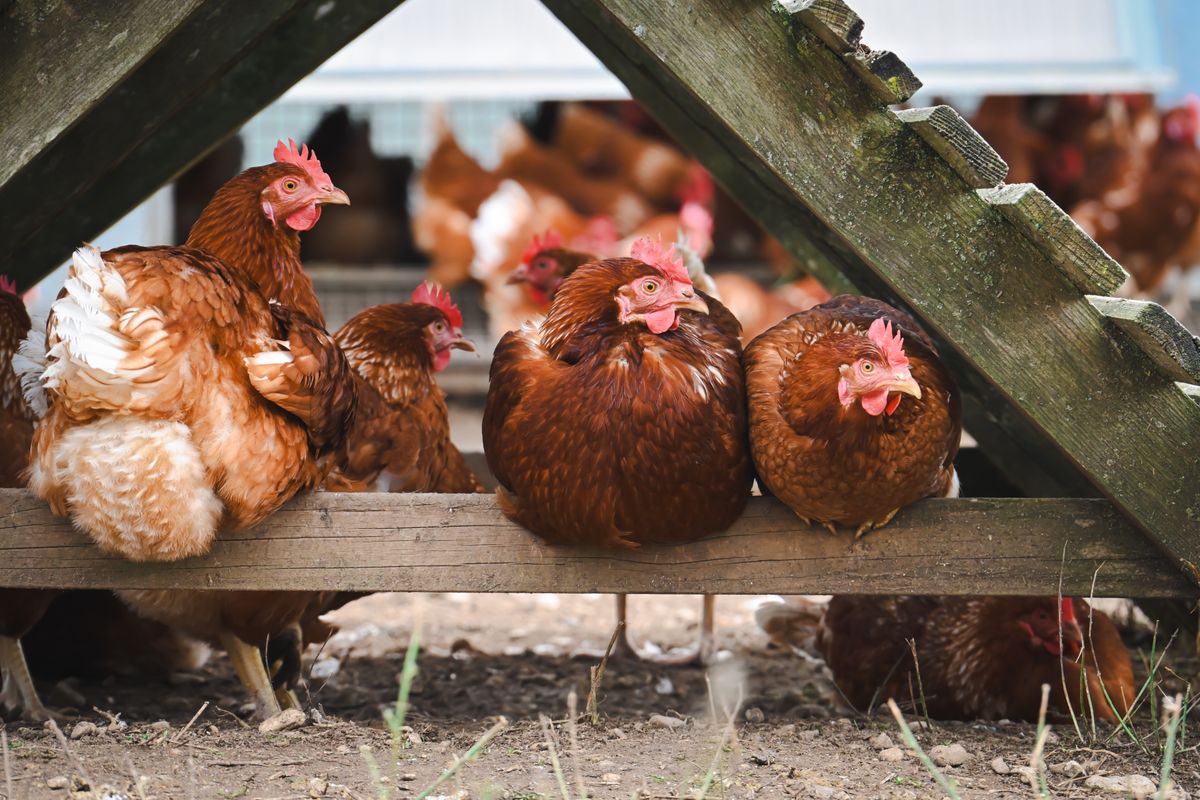 Hens resting under the coop