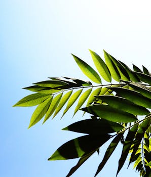 树叶是植物的组成部分，通常呈扇形或掌状，绿色，表面有蜡质