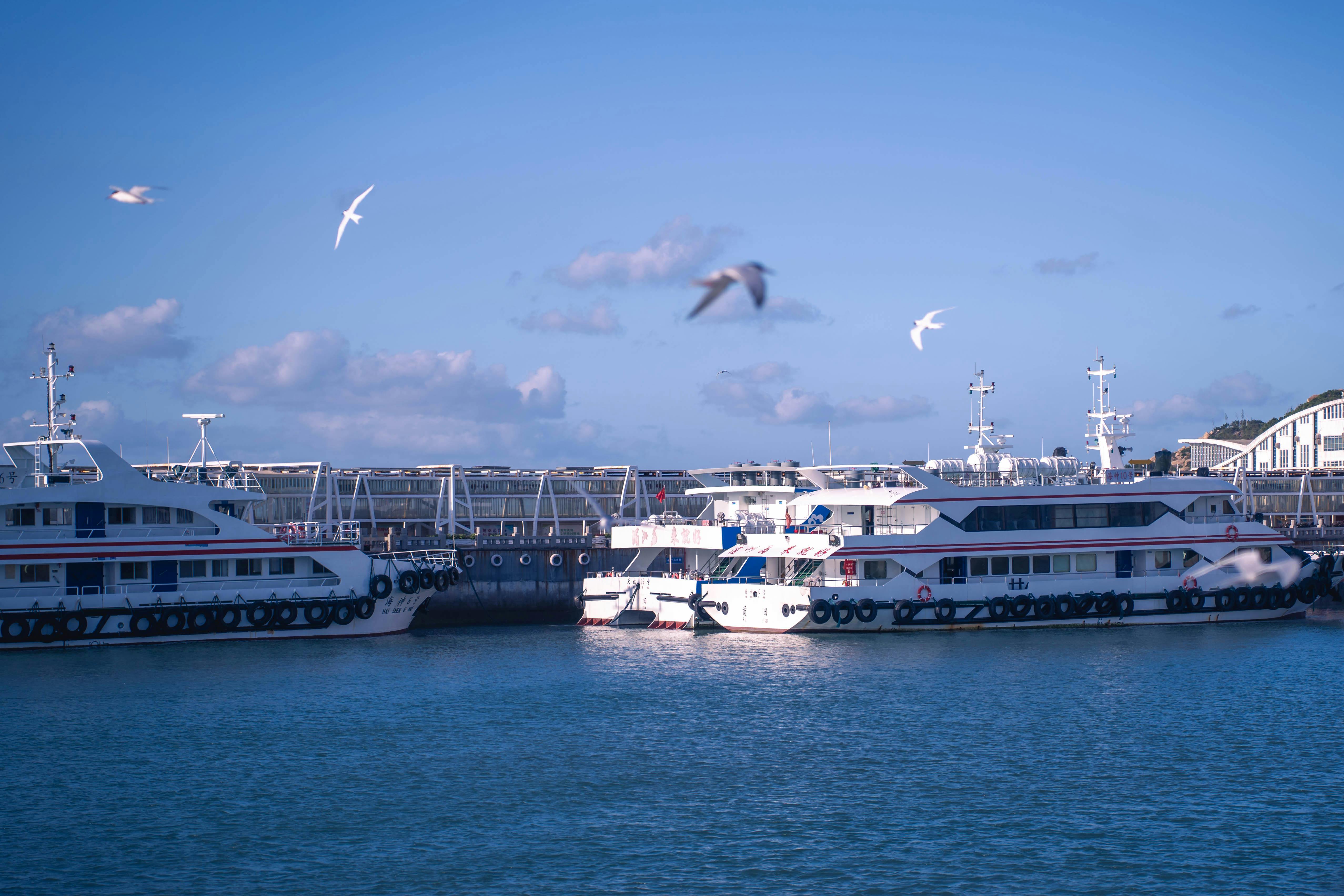 宁静的港口场景，渡轮停靠在蓝天下，周围都是海鸥