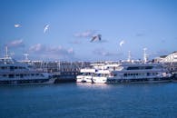 宁静的港口场景，渡轮停靠在蓝天下，周围都是海鸥