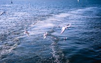 优雅地，海鸥飞越充满活力的海浪；捕捉到了沿海生物的精髓