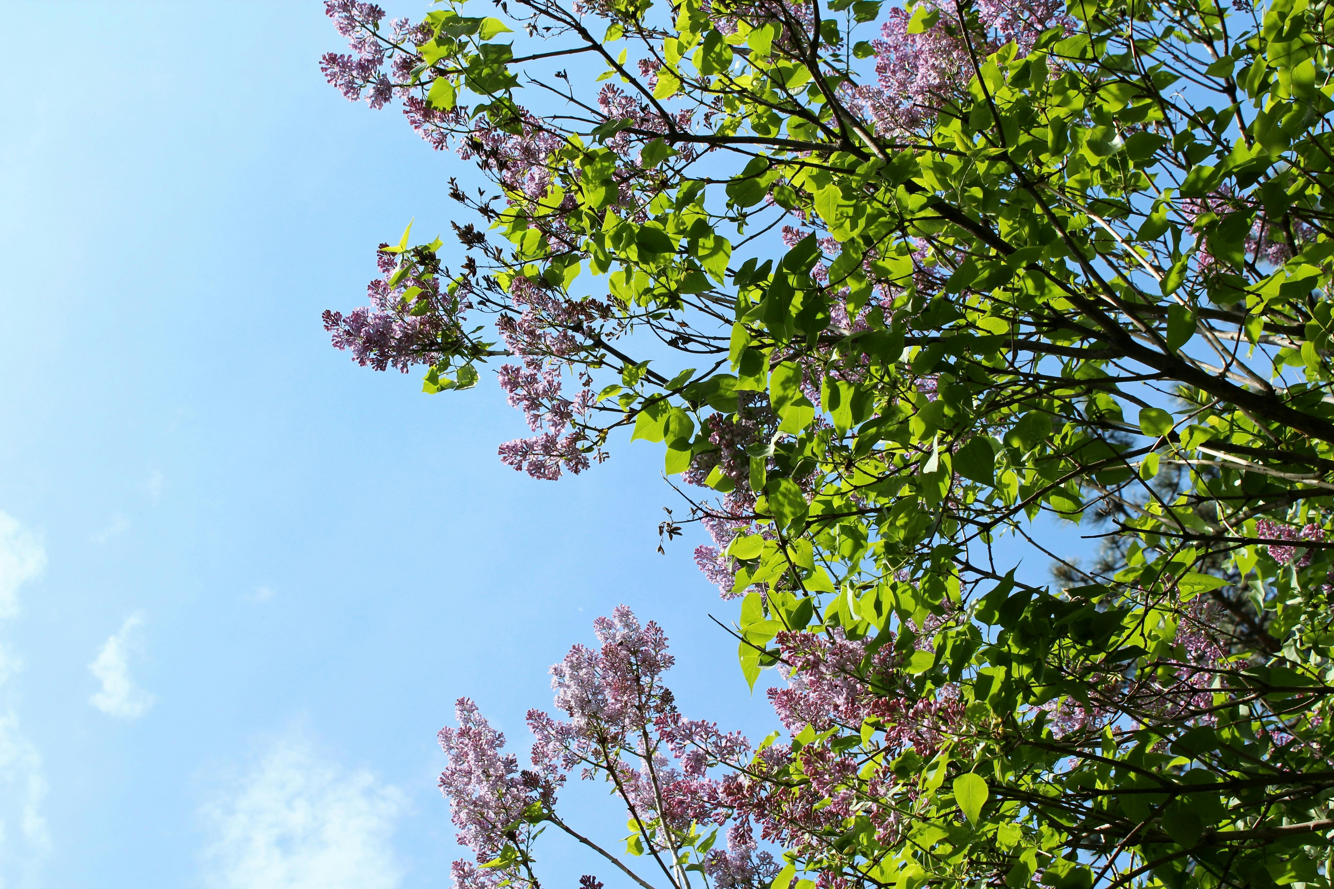 在奥地利维也纳，美丽的丁香花在阳光下盛开