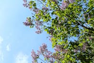 在奥地利维也纳，美丽的丁香花在阳光下盛开