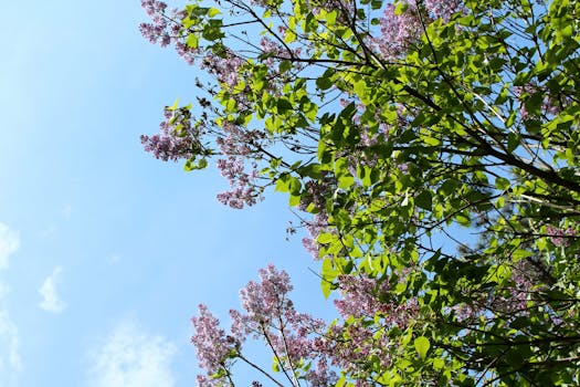 在奥地利维也纳，美丽的丁香花在阳光下盛开