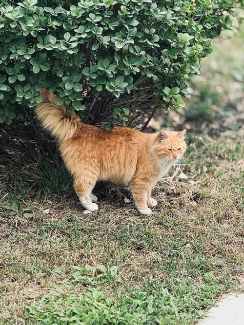 Free A ginger cat with fluffy fur relaxing under a green bush on a sunny summer day. Stock Photo