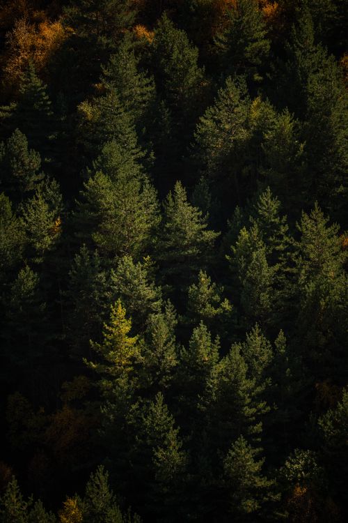 Free Aerial view of a dense pine forest in Chechnya during the fall season, showcasing rich green foliage. Stock Photo