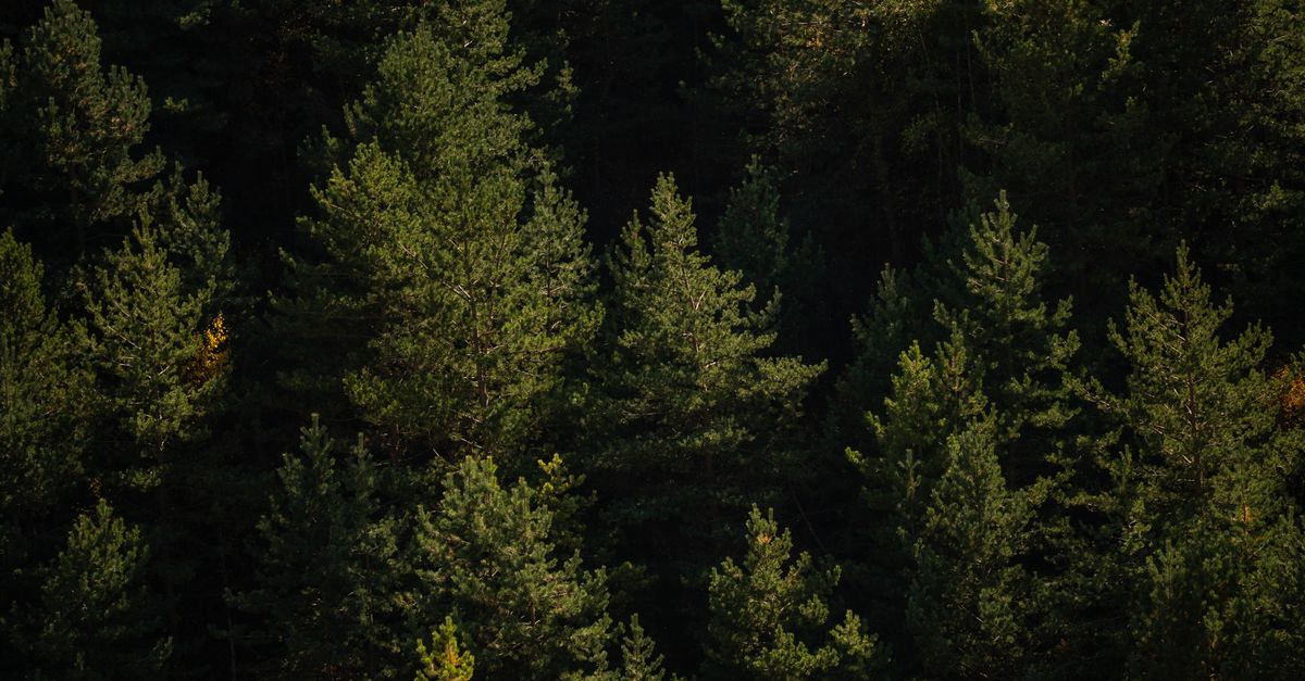 Indonesia: RSE que impulsa trazabilidad y protección de bosques en cadenas productivas Indonesia: RSE que impulsa trazabilidad y protección de bosques en cadenas productivas
