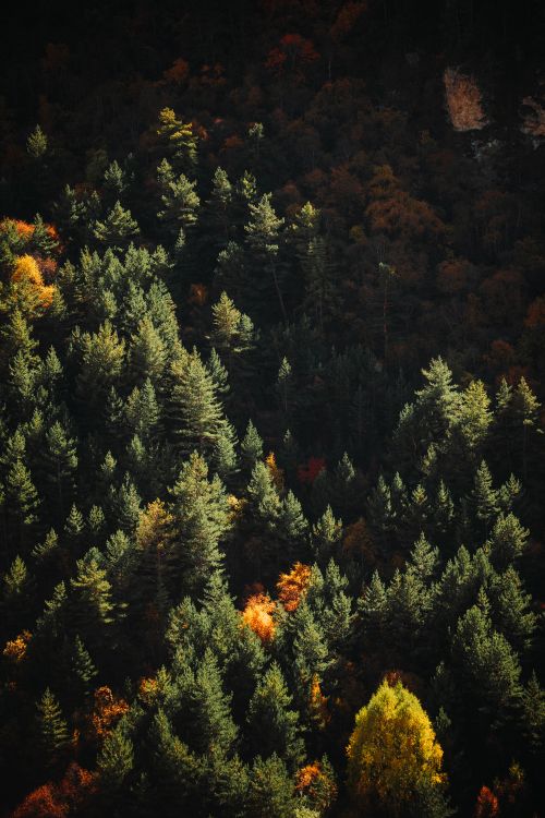 Free Aerial view of a dense forest in autumn, showcasing vibrant green and golden foliage. Stock Photo