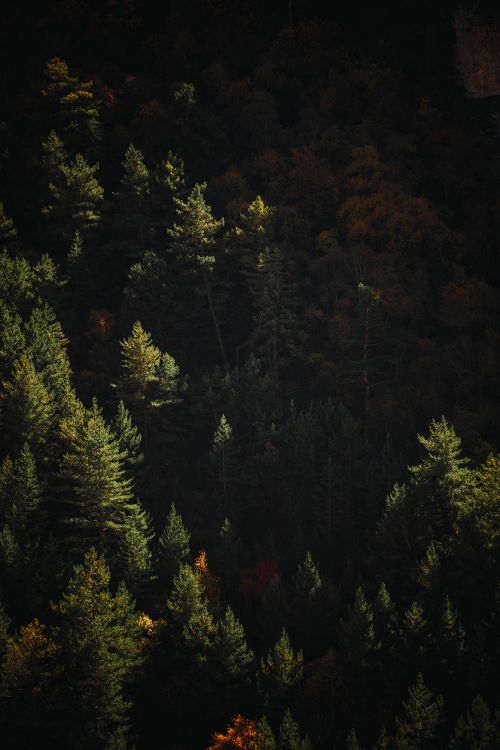 Free Dramatic aerial view of a forest canopy with autumn foliage and soft light. Stock Photo