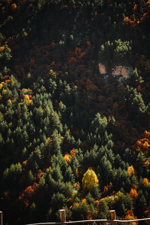 Free Scenic view of dense forest in autumn with colorful foliage. Stock Photo