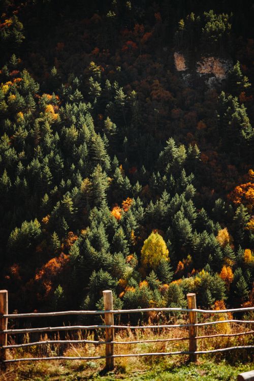 Free Vibrant autumn forest under sunlight with a rustic wooden fence. Stock Photo