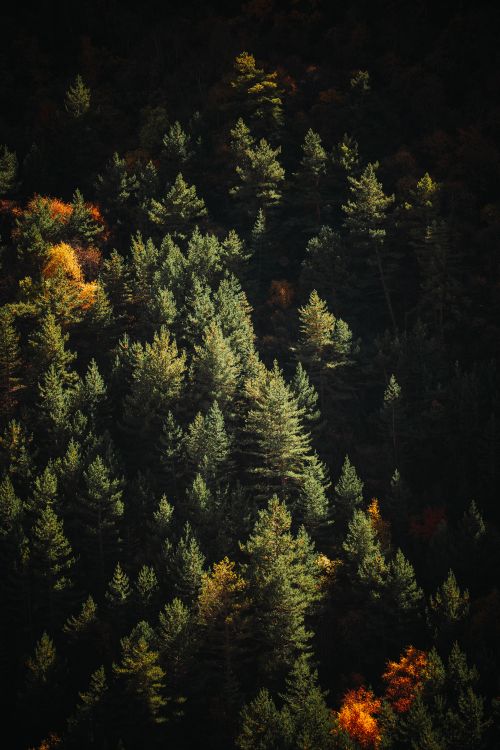 Free Aerial view of a dense forest showcasing vibrant autumn colors in sunlight. Stock Photo
