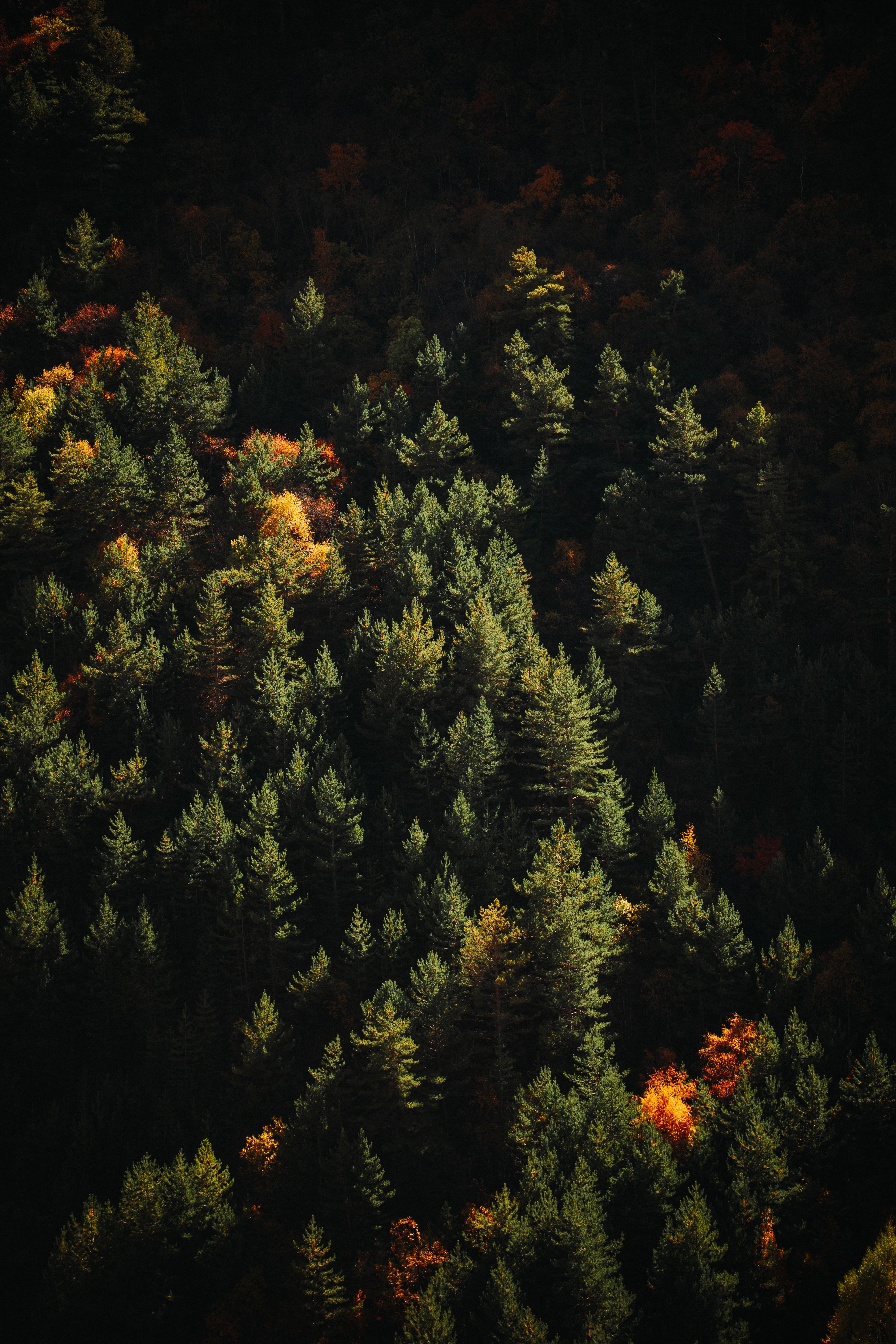 Vibrant Autumn Forest with Sunlit Foliage · Free Stock Photo