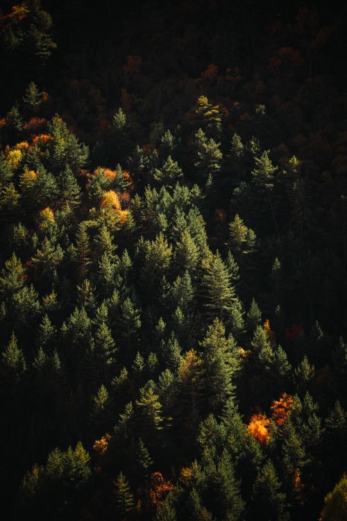 Free Aerial view of a lush forest showing vivid autumn colors, highlighting pine trees. Stock Photo