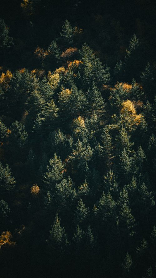 Free Stunning aerial view of dense evergreen forest with autumn foliage highlighting golden tones. Stock Photo