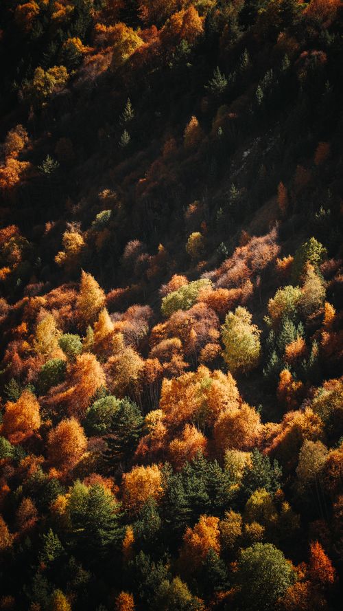 Free Aerial photo showcasing colorful autumn foliage in a dense forest. Stock Photo