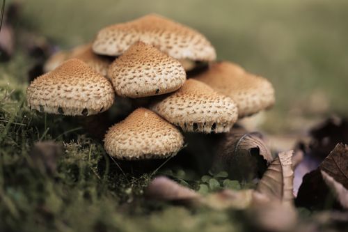 Free Cluster of chanterelle mushrooms with fall leaves on forest floor. Stock Photo
